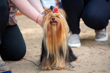 Yorkshire terrier at the dog show. Posing in front of the jury.