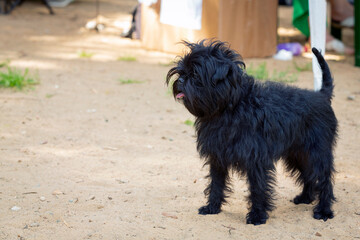 The Griffon Bruxellois or Brussels Griffon is a breed of toy dog, named for their city of origin of Brussels, Belgium.