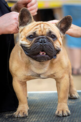 A French bulldog at a dog show. Posing in front of the jury.