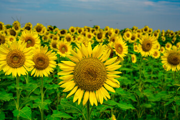 Fototapeta premium 長崎鼻のひまわり