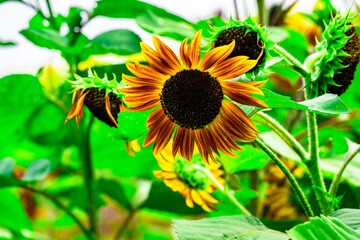 長崎鼻のひまわり