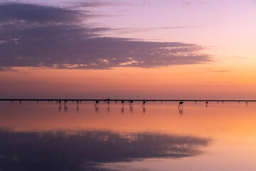 A flock of flamingo silhouettes with a pink sunset Camargue wetlands