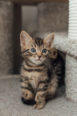 Cute bengal kitten sitting on a soft cat's shelf of a cat's house.