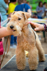 The Lakeland Terrier at the dog show. Posing in front of the jury.
