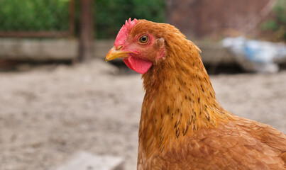 close single free range organic eco courtyard village rural chicken laying hen 