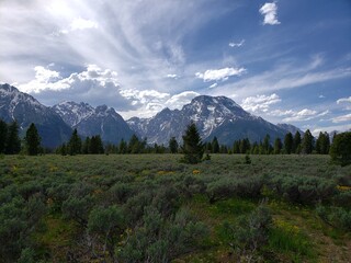 Fototapeta premium wildlife in the west