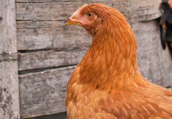 Portrait free range organic backyard village rural chicken laying hen 