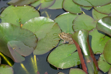 a large image of a frog lying in water in the middle of the slime and Lily pads
