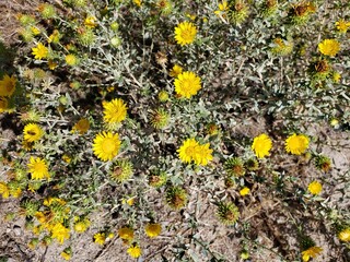 Wildlife in the west