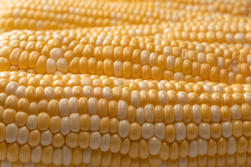 Yellow corn isolated on white background. Copyspace.