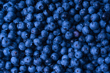 Fresh blueberry background. Texture blueberry berries close up.