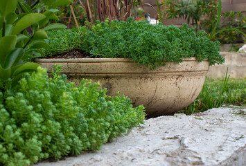 Fototapeta na wymiar Backyard design. Backyard decoration with plants and flowers in pots. Decorative plants in the backyard