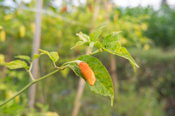 Chili plants bear fruit in the field