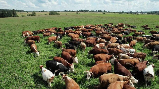 Countryside farm, brown cows and calves grazing in a green field of grass, view from a height, dairy farm, organic.