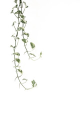 Epipremnum aureum plant  isolated on white background. Hi key photography style.