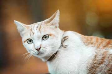 Ginger kitty looking up at camera. Curious expression on orange and white cat face.