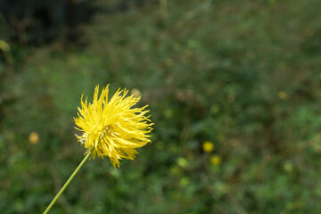 Pollen of wild flowers that grow by the side of the road.