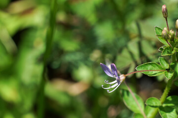 Pollen of wild flowers that grow by the side of the road.