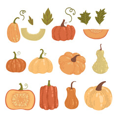 Colored pumpkin hand drawn set vector graphic illustration. Collection of colorful drawing autumn vegetable whole, slice and halves isolated on white background. Seasonal fresh plant bundle