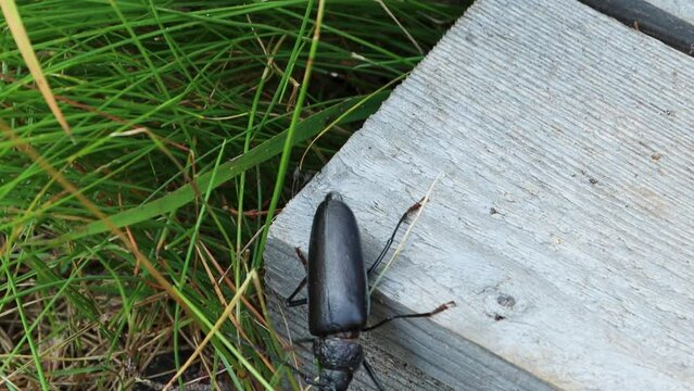 Close-up of large black beetle crawling by tall grass and wooden board