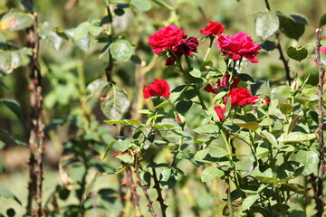 Red roses