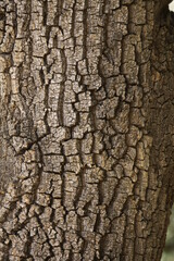Texture of tree bark