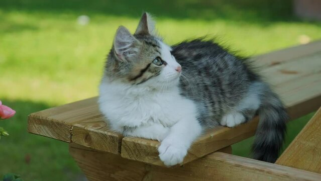 Kitten sat on a picnic bench in a garden relaxing in the summer heat.
