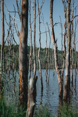 Martwe drzewa z jeziorze
