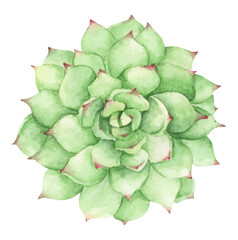 Cactus. Watercolor painting transparent.