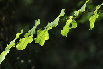 Leaves in the sunlight