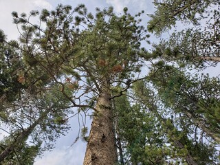 Fototapeta premium plants of the west