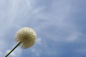 Wild flower pollen displayed against a bright sky background.