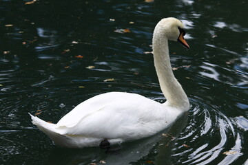 The White Swan