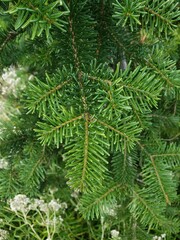 plants of the west