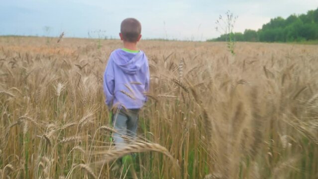 The boy walking through the wheat field. 4k video footage 