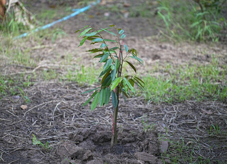 Musang King Durian tree in garden is a delicious species.