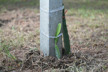 The young dragon fruit tree is ready to grow.