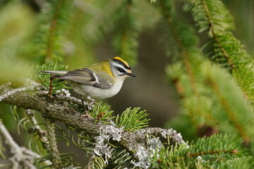A cute firecrest sitting on the spruce twig. (Regulus ignicapillus). European smallest song bird in the nature habitat.
