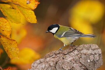 Autumn scene with a great tit. Parus major. Wildlife scene with a common sonbird.