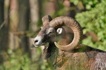 mouflon (Ovis orientalis orientalis) close up portrait. Close-up portrait of mammal with big horn, Czech Republic. Wildlife scene with a mouflon.