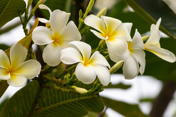 White Frangipani flower Plumeria alba with green leaves