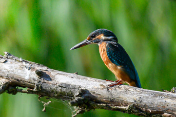 Zimorodek na gałązce