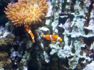 Ocellaris clownfish (Amphiprion ocellaris) swimming underwater in an aquarium