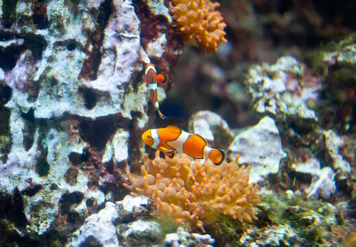 Ocellaris clownfish (Amphiprion ocellaris) swimming underwater in an aquarium