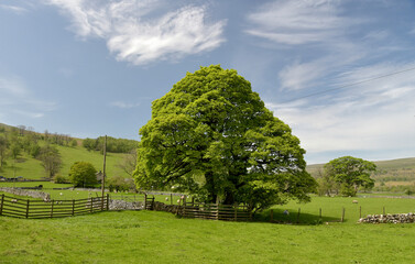 Path through fields in Wharfedale