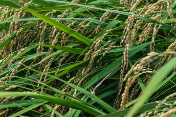 稲穂　実りの頃