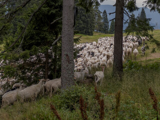 A herd of sheep found on a hiking trail in the Beskid Zywiecki mountains in Poland