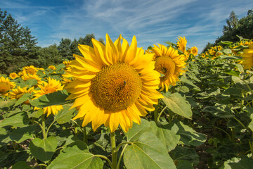 Sunflower field. Yellow sunflower flowers with green stems and above them a blue sky as the background.