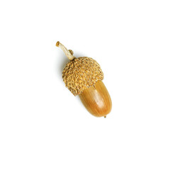 Acorn painted golden color isolated on white background. Autumn time minimal concept. Fall harvest...