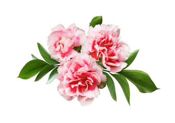 Red and white carnation flowersand green leaves of ruscus in a floral arrangement isolated